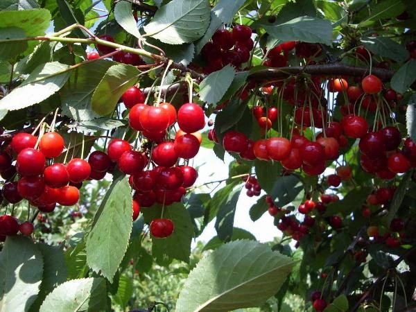  Steppe cherry annually gives high yield