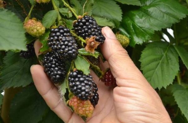  Fresh Blackberries Loch Ness