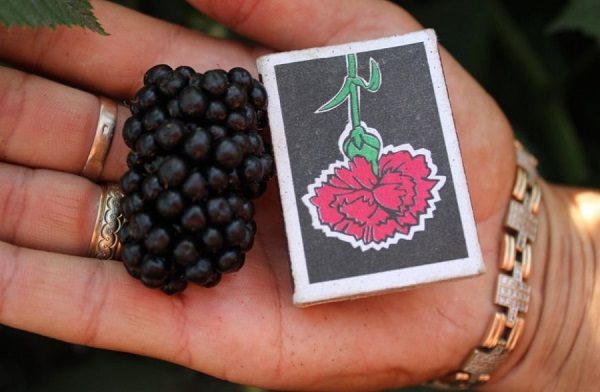  Tamaños Blackberry Natchez