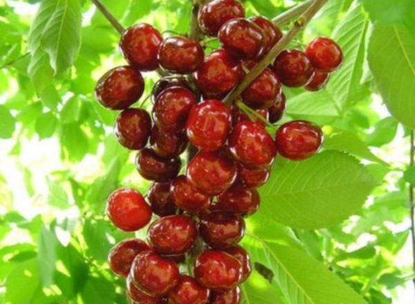  Colonia de cereza