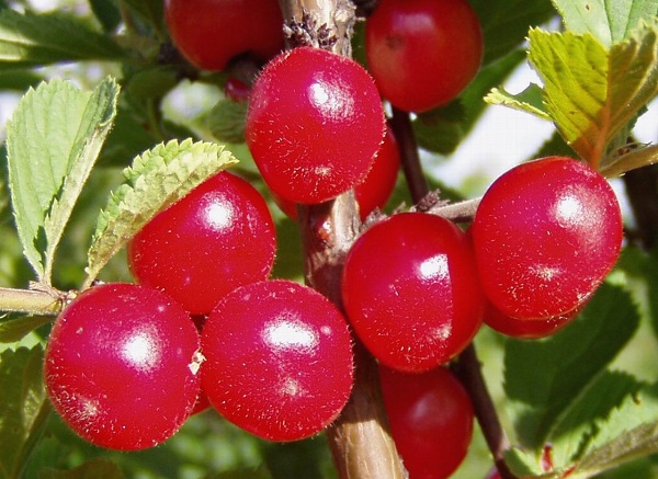  Cereza de fieltro