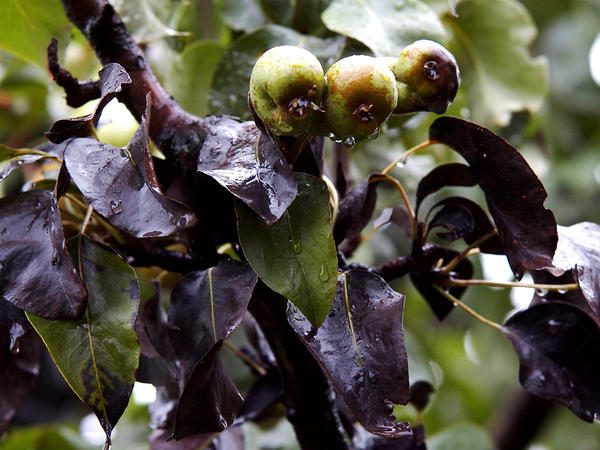 Quemadura de pera bacteriana