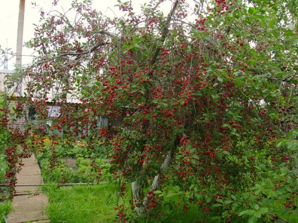  Frutos de cereza generosos, listos para cosechar.