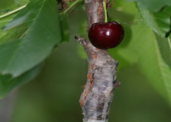  Cómo plantar una cereza