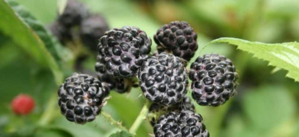  Negru sortiment de cărbune
