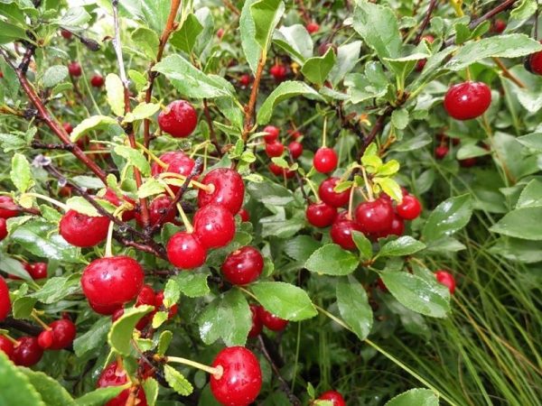  Cherry fruit Steppe