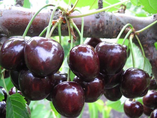  Frutas maduras de cereza dulce tipo Valery Chkalov