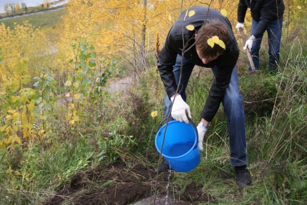  La siembra de ciruela en otoño tiene ventajas indudables sobre la primavera.