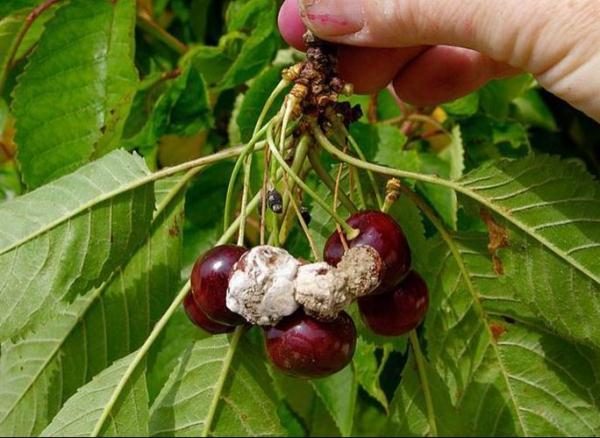  Enfermedad micótica de la cereza