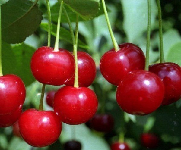  Cherry variety Generous