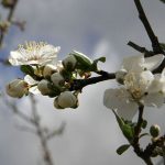  De las flores del ciruelo puedes hacer un caldo curativo o una infusión.