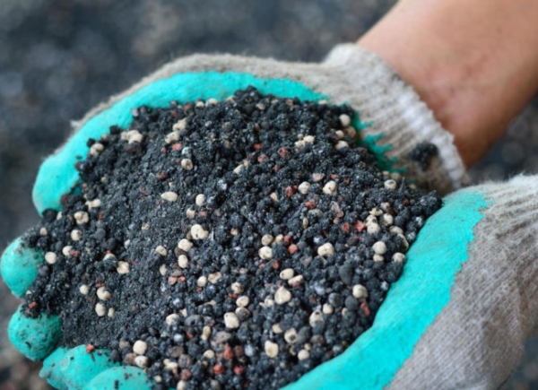  Before planting cherries, you need to dig up the area several times, apply fertilizer superphosphate, compost or manure