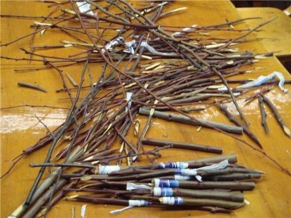  Before grafting, it is recommended to wrap the cuttings in wet burlap and foil.