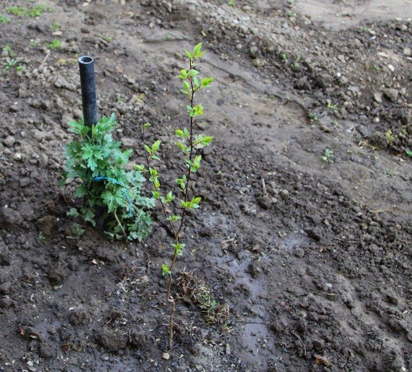  Cherry seedlings from the stone
