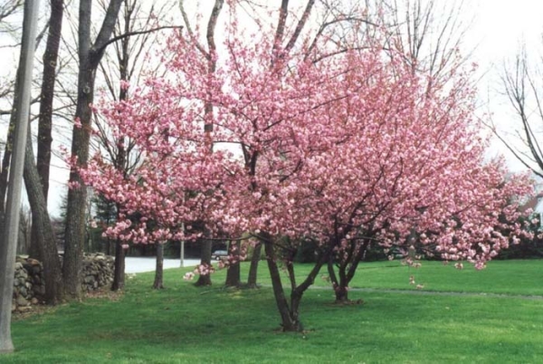 Sakura Kansan is photophilous, blooms with massive fragrant pink flowers