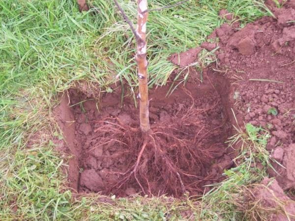  Proper planting cherries Youth