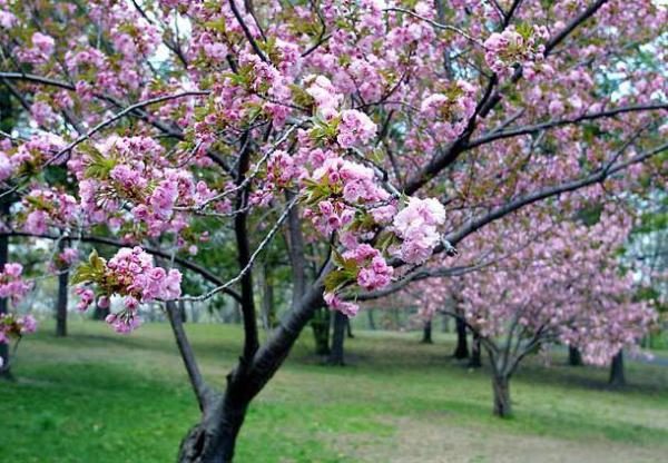  For successful pollination of miracle cherries, the presence of cherries