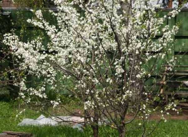  Ural rubino ciliegia durante la fioritura