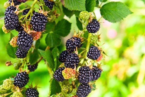  Rama con moras maduras Tornfri