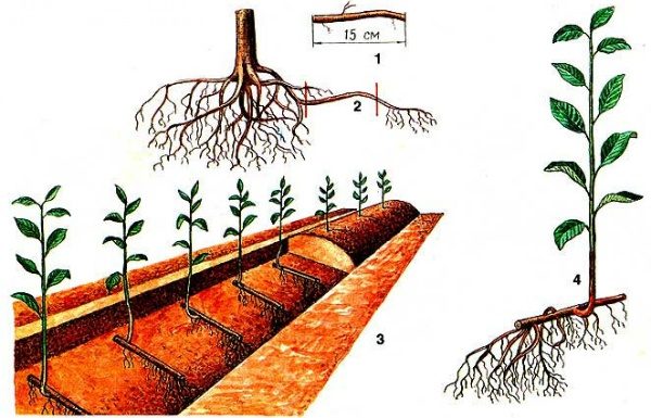  Reproduction of cherry root cuttings