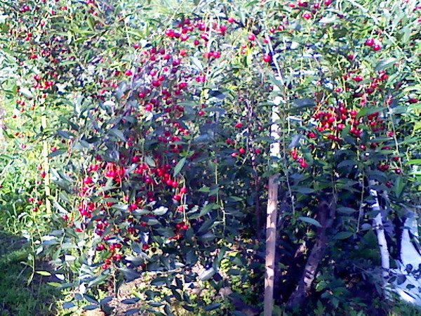  Siberian variety of cherry lighthouse
