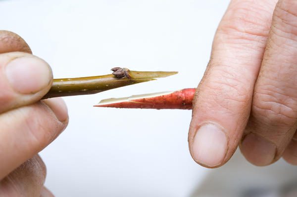  The easiest way to graft cherry is copulation