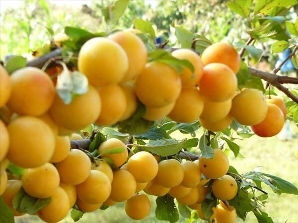 Golden plum