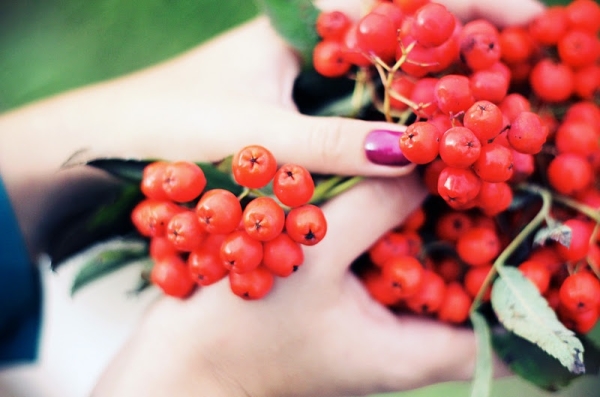  Rowan rosso e nero maturano completamente in diverse regioni della Russia in modi diversi