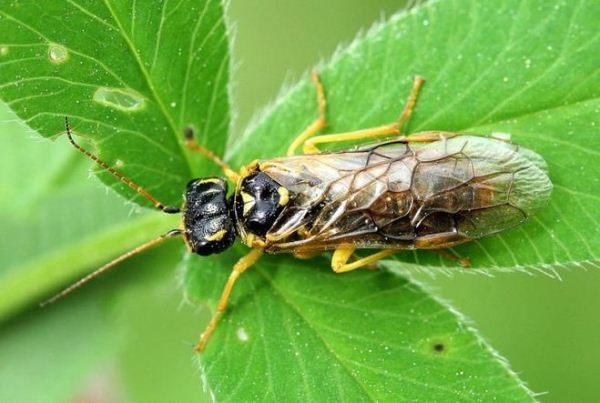  Mosca de sierra hoja de frambuesa