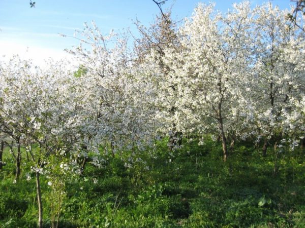  Floración Cereza Generosa