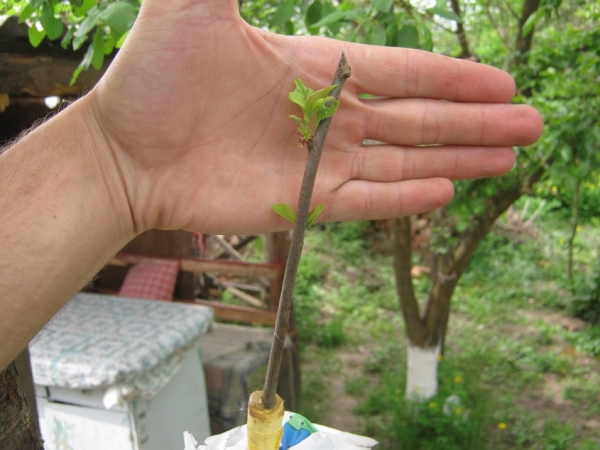  Los brotes se cortan con una cuchilla afilada, se colocan en agua con estimulantes del crecimiento, se plantan en el suelo a unos 3 cm de profundidad