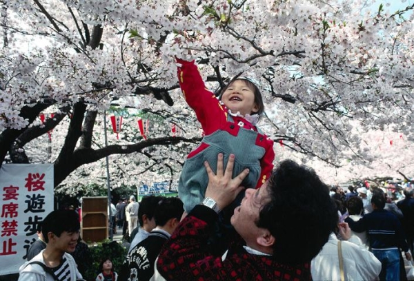  When sakura blooms, working days in Japan are canceled and the national holiday is declared Hanami