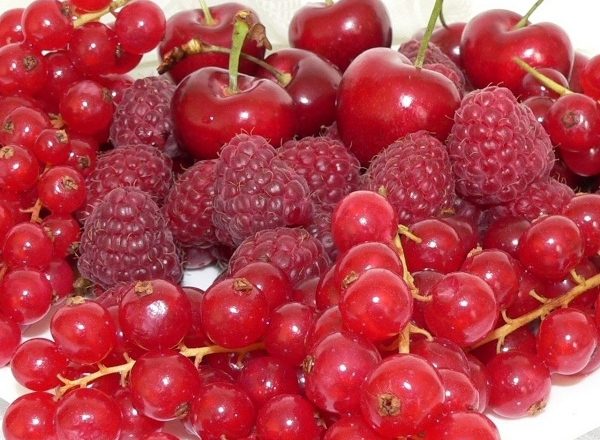  Bacche rosse - ciliegia, lampone e ribes