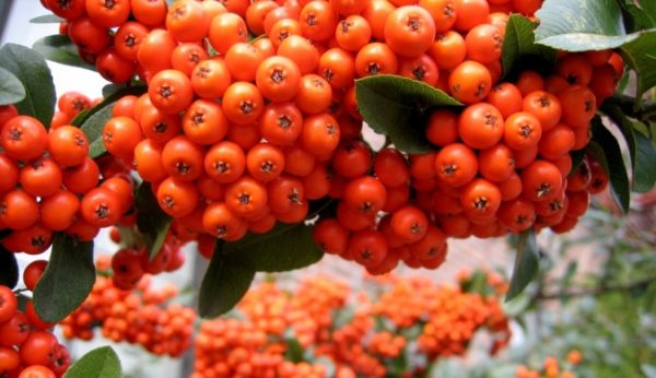  Bacche di sorbo rosso su un cespuglio