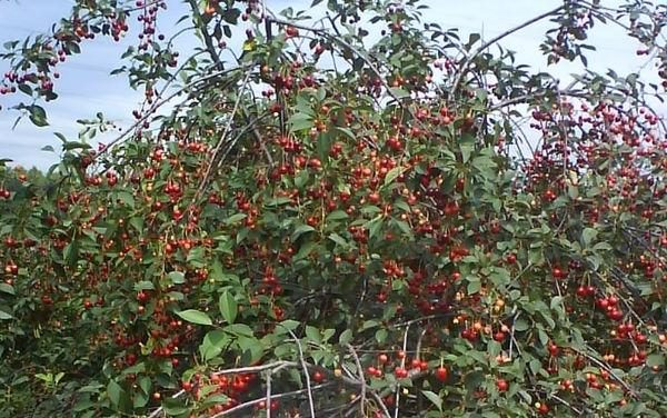  Cherry Youth in the form of a bush