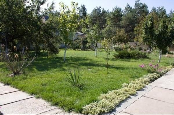 Prima di piantare alberi da frutto, tutto deve essere pianificato correttamente.