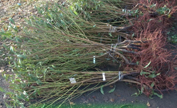 Para plantar cerezas, se recomienda comprar una plántula ya cultivada en un vivero de jardín