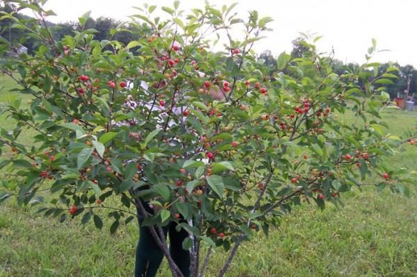  Cherry variety Kharitonovskaya