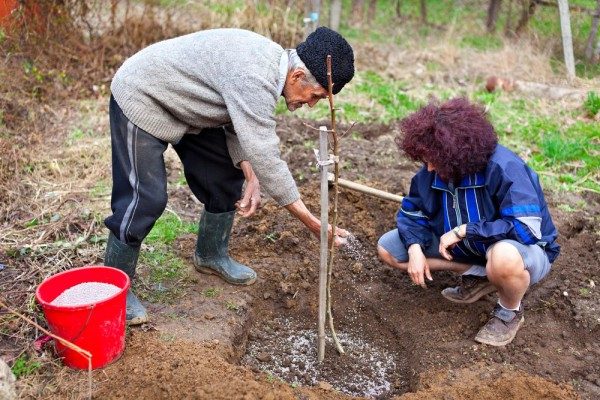  Per le piantine della ciliegia rossa rubino, è necessaria una concimazione aggiuntiva.