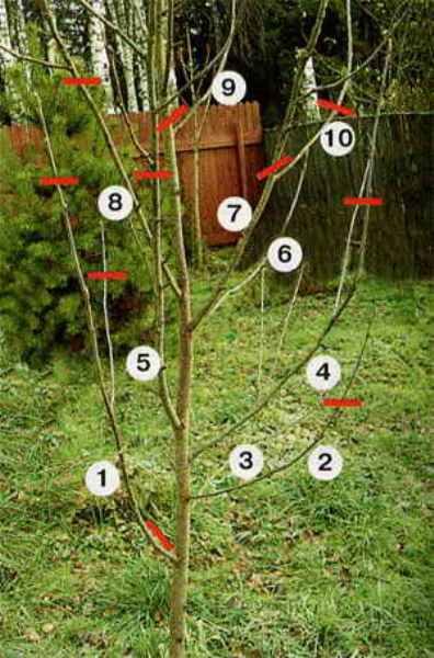  Lo schema di cenere di montagna Grenade