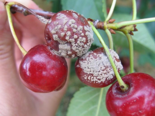  A common ailment of sakura is the defeat of a fungus, which leads to drying of the foliage, blackening and mummification of berries