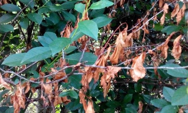  Cherry Youth is affected by monilial burn