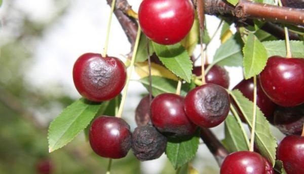  Cherry anthracnose
