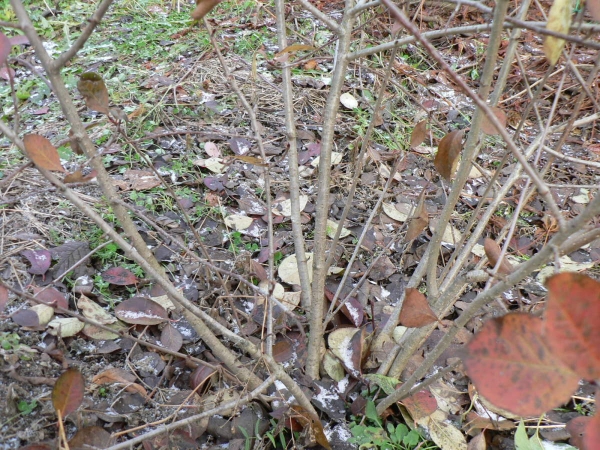  Alberello di aronia nera è piegato a terra e pressato, coperto di rami di abete rosso