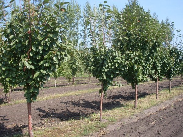  When planting Duke cherries, you need to keep a distance between the trees.