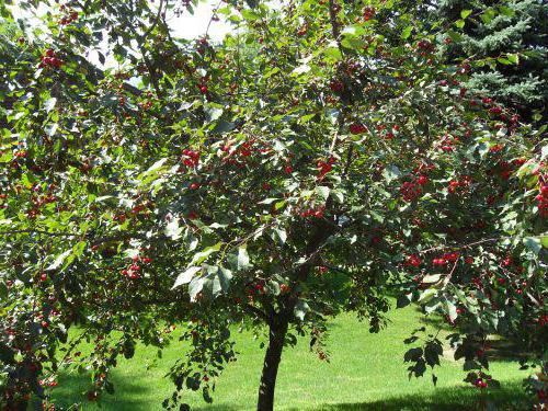  Árbol de entrada con bayas de cereza dulce maduras.