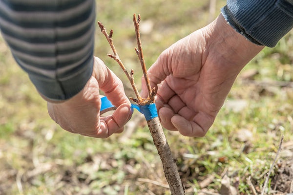  Métodos y peculiaridades de la cría de ciruelas: semillas, esquejes verdes, brotes de raíces e injertos