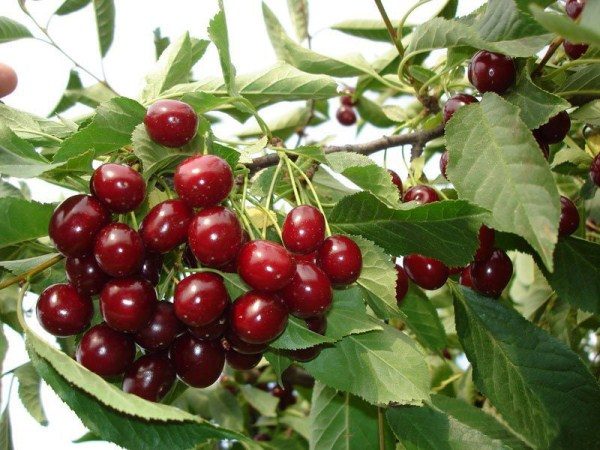  Cherry variety Altai swallow