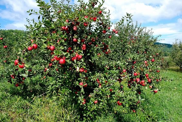 Frutteto di mele