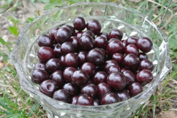  Vladimirskaya cherry has many forms, the taste is sweet and sour, black and red